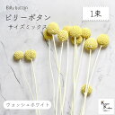 大地農園!プリザーブドフラワー 「ビリーボタン サイズミックス ウォッシュホワイト 1束」プリザ 花材 ハーバリウム おしゃれ かわいい プレゼント 贈り物 オ...