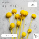 大地農園!プリザーブドフラワー 「ビリーボタン イエロー 1束」プリザ 花材 ハーバリウム おしゃれ かわいい プレゼント 贈り物 オオチノウエン