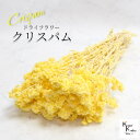 「大地農園 クリスパム エンジェルイエロー 1束」 ドライフラワー 花材 ハーバリウム 素材 小さいお花 おしゃれ かわいい アレンジメント ギフト 母の日 お...