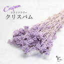 「大地農園 クリスパムシルキーピンク 1束 」 ドライフラワー 花材 ハーバリウム 素材 小さいお花 おしゃれ かわいい アレンジメント ギフト 母の日 お誕生...