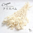 「大地農園 クリスパム 白 1束」 ドライフラワー 花材 ハーバリウム 素材 小さいお花 おしゃれ かわいい アレンジメント ギフト 母の日 お誕生日 オオチノ...