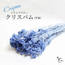 「大地農園 クリスパム ソーダブルー 半束」 ドライフラワー 花材 ハーバリウム 素材 小さいお花 おしゃれ かわいい アレンジメント ギフト 母の日 お誕生日...