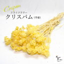 「大地農園 クリスパム エンジェルイエロー 半束」 ドライフラワー 花材 ハーバリウム 素材 小さいお花 おしゃれ かわいい アレンジメント ギフト 母の日 お...