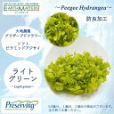 大地農園!プリザーブドフラワー 「0.5輪分 ソフトピラミッドアジサイ ライトグリーン」プリザ アジサイ 紫陽花 花材 ハーバリウム おしゃれ かわいい プレゼント 贈り物 オオチノウエン ソフトピラミッドアジサイ・ヘッド(4)