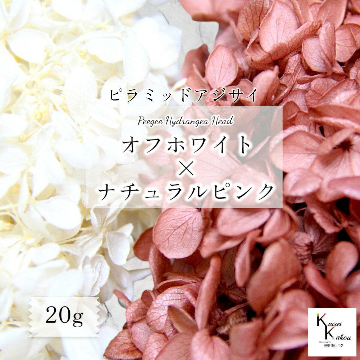 送料無料 大地農園 プリザーブドフラワー　「ピラミッドアジサイ 2色セット オフホワイト×ナチュラルピ..