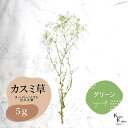 「大地農園 スーパーソフトミニカスミ草 グリーン 5g 」 ドライフラワー 花材 ハーバリウム 素材 小さいお花 アレンジメント ギフト 母の日 お誕生日 オオ...
