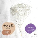 「大地農園 スーパーソフトミニカスミ草 プラチナ 10g 」 ドライフラワー 花材 ハーバリウム 素材 小さいお花 アレンジメント ギフト 母の日 お誕生日 オ...