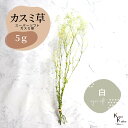 「大地農園 スーパーソフトミニカスミ草・フレア 白 5g 」 ドライフラワー 花材 ハーバリウム 素材 小さいお花 アレンジメント ギフト 母の日 お誕生日 オ...