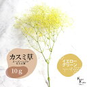 「大地農園 スーパーソフトミニカスミ草・フレア イエロー/グリーン 10g」 ドライフラワー 花材 ハーバリウム 素材 小さいお花 アレンジメント ギフト 母の...