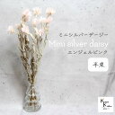 大地農園!プリザーブドフラワー 「ミニシルバーデージー エンジェルピンク 半束 」 プリザ ギフト 花材 資材 インテリア ハーバリウム プレゼント 贈り物 お見舞い シンプル 材料 フラワーアレンジ アレンジメント 手芸 工作(4)