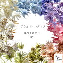 大地農園!プリザーブドフラワー 「ニゲラオリエンタリス 選べるカラー 1束」プリザ 花材 ハーバリウム おしゃれ かわいい プレゼント 贈り物 オオチノウエン