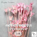 大地農園!プリザーブドフラワー 「ニゲラオリエンタリス プリンセスピンク 1束」プリザ 花材 ハーバリウム おしゃれ かわいい プレゼント 贈り物 オオチノウエ...