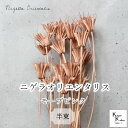 大地農園!プリザーブドフラワー 「ニゲラオリエンタリス モーブピンク 半束 約15g」プリザ 花材 ハーバリウム おしゃれ かわいい プレゼント 贈り物 オオチ...
