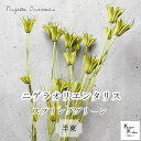 大地農園!プリザーブドフラワー 「ニゲラオリエンタリス スプリンググリーン 半束 約15g」プリザ 花材 ハーバリウム おしゃれ かわいい プレゼント 贈り物 ...