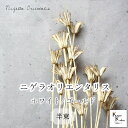 大地農園!プリザーブドフラワー 「ニゲラオリエンタリス ホワイト/ゴールド 半束 約15g」プリザ 花材 ハーバリウム おしゃれ かわいい プレゼント 贈り物 ...
