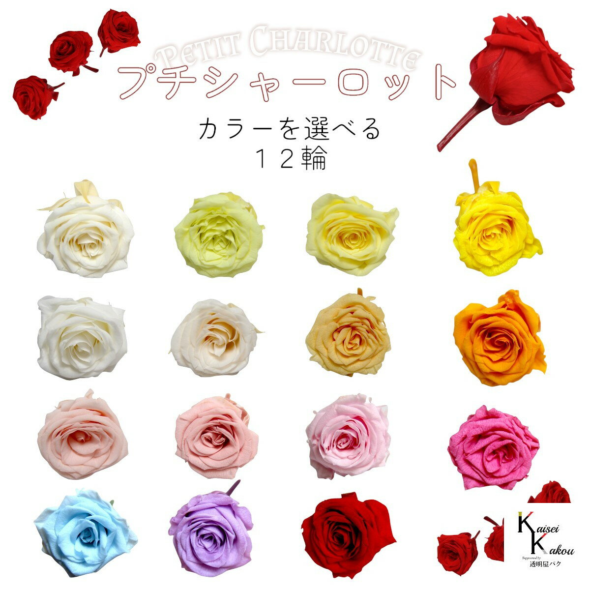 大地農園！プリザーブドフラワー 「プチシャーロット カラーが選べる12輪」プリザ 花材 ハーバリウム ..