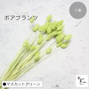 大地農園!プリザーブドフラワー 「ポアプランツ 1束 マスカットグリーン」プリザ 花材 ハーバリウム おしゃれ かわいい プレゼント 贈り物 オオチノウエン