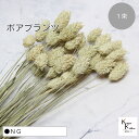大地農園!プリザーブドフラワー 「ポアプランツ 1束 NG」プリザ 花材 ハーバリウム おしゃれ かわいい プレゼント 贈り物 オオチノウエン