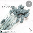大地農園!プリザーブドフラワー 「ポアプランツ 1束 ターコイズグリーン」プリザ 花材 ハーバリウム おしゃれ かわいい プレゼント 贈り物 オオチノウエン