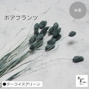 大地農園!プリザーブドフラワー 「ポアプランツ 半束 ターコイズグリーン」プリザ 花材 ハーバリウム おしゃれ かわいい プレゼント 贈り物 オオチノウエン