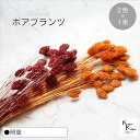 大地農園!プリザーブドフラワー 「ポアプランツ 照葉 (オレンジ、クラシックローズ) 1束ずつ2色」プリザ 花材 ハーバリウム おしゃれ かわいい プレゼント ...