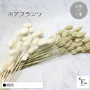 大地農園!プリザーブドフラワー 「ポアプランツ 自然 (NG、白) 1束ずつ2色 」プリザ 花材 ハーバリウム おしゃれ かわいい プレゼント 贈り物 オオチノ...