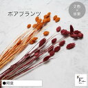 大地農園!プリザーブドフラワー 「ポアプランツ 照葉 (オレンジ、クラシックローズ) 半束ずつ2色」プリザ 花材 ハーバリウム おしゃれ かわいい プレゼント ...