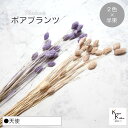 大地農園!プリザーブドフラワー 「ポアプランツ 天使 (エンジェルパープル、ピンクベージュ) 半束ずつ2色 」プリザ 花材 ハーバリウム おしゃれ かわいい プ...