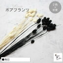 大地農園!プリザーブドフラワー 「ポアプランツ 無彩 (黒、白) 半束ずつ2色 」プリザ 花材 ハーバリウム おしゃれ かわいい プレゼント 贈り物 オオチノウ...