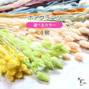 大地農園!プリザーブドフラワー 「ポアプランツ お好きなカラー 1束」プリザ 花材 ハーバリウム おしゃれ かわいい プレゼント 贈り物 オオチノウエン