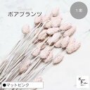 大地農園!プリザーブドフラワー 「ポアプランツ 1束 マットピンク」プリザ 花材 ハーバリウム おしゃれ かわいい プレゼント 贈り物 オオチノウエン