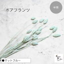 大地農園!プリザーブドフラワー 「ポアプランツ 半束 マットブルー」プリザ 花材 ハーバリウム おしゃれ かわいい プレゼント 贈り物 オオチノウエン(4)