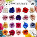 大地農園!プリザーブドフラワー 「ローズいずみ カラーが選べる 6輪 」プリザ 花材 ハーバリウム おしゃれ かわいい プレゼント 贈り物 オオチノウエン バラ...