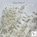 大地農園! プリザーブドフラワー 「ラスカス・プリザーブド オフホワイト 1束」プリザ ドライフラワー 花材 装飾 ハーバリウム おしゃれ かわいい プレゼント...