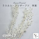 大地農園! プリザーブドフラワー 「ラスカス・プリザーブド オフホワイト 半束」プリザ ドライフラワー 花材 装飾 ハーバリウム おしゃれ かわいい プレゼント...