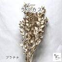 大地農園! プリザーブドフラワー 「ラスカス プラチナ 1束」プリザ ドライフラワー 花材 装飾 ハーバリウム おしゃれ かわいい プレゼント 贈り物 オオチノ...