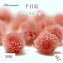 大地農園!プリザーブドフラワー 30輪【千日紅 センニチコウ バニラピンク】ヘッドのみ プリザ 花材 ハーバリウム おしゃれ かわいい プレゼント 贈り物 オオチノウエン(4)