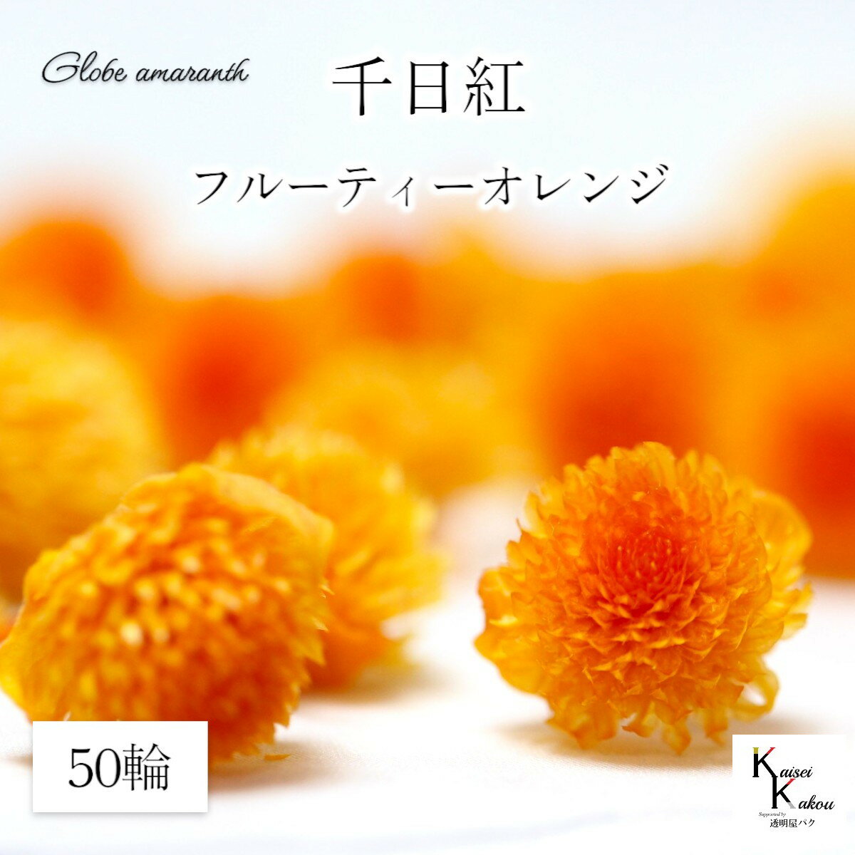 大地農園！プリザーブドフラワー 　50輪【千日紅　センニチコウ フルーティーオレンジ】ヘッドのみ　プ..