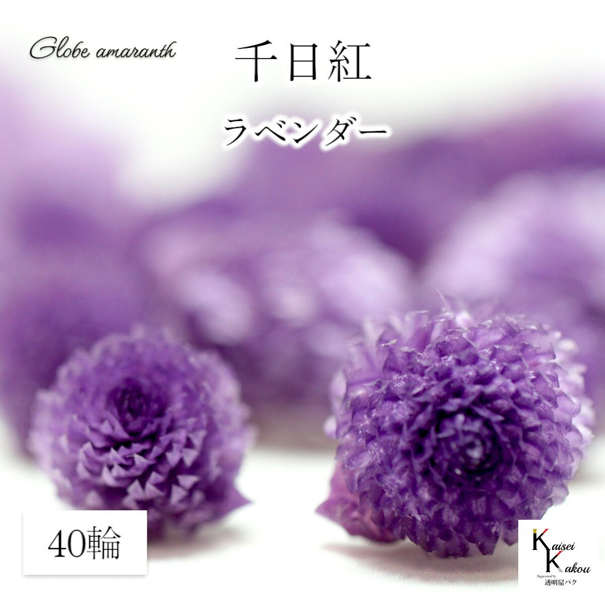 大地農園！プリザーブドフラワー 　40輪【千日紅　センニチコウ　ラベンダー】ヘッドのみ　プリザ　花..