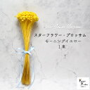 大地農園 「スターフラワー ブロッサム モーニングイエロー 1束」 小花 ドライフラワー ハーバリウム アロマワックスバー サシェ キャンドル 花材