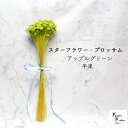 大地農園 「スターフラワー ブロッサム アップルグリーン 半束」 小花 ドライフラワー ハーバリウム アロマワックスバー サシェ キャンドル 花材