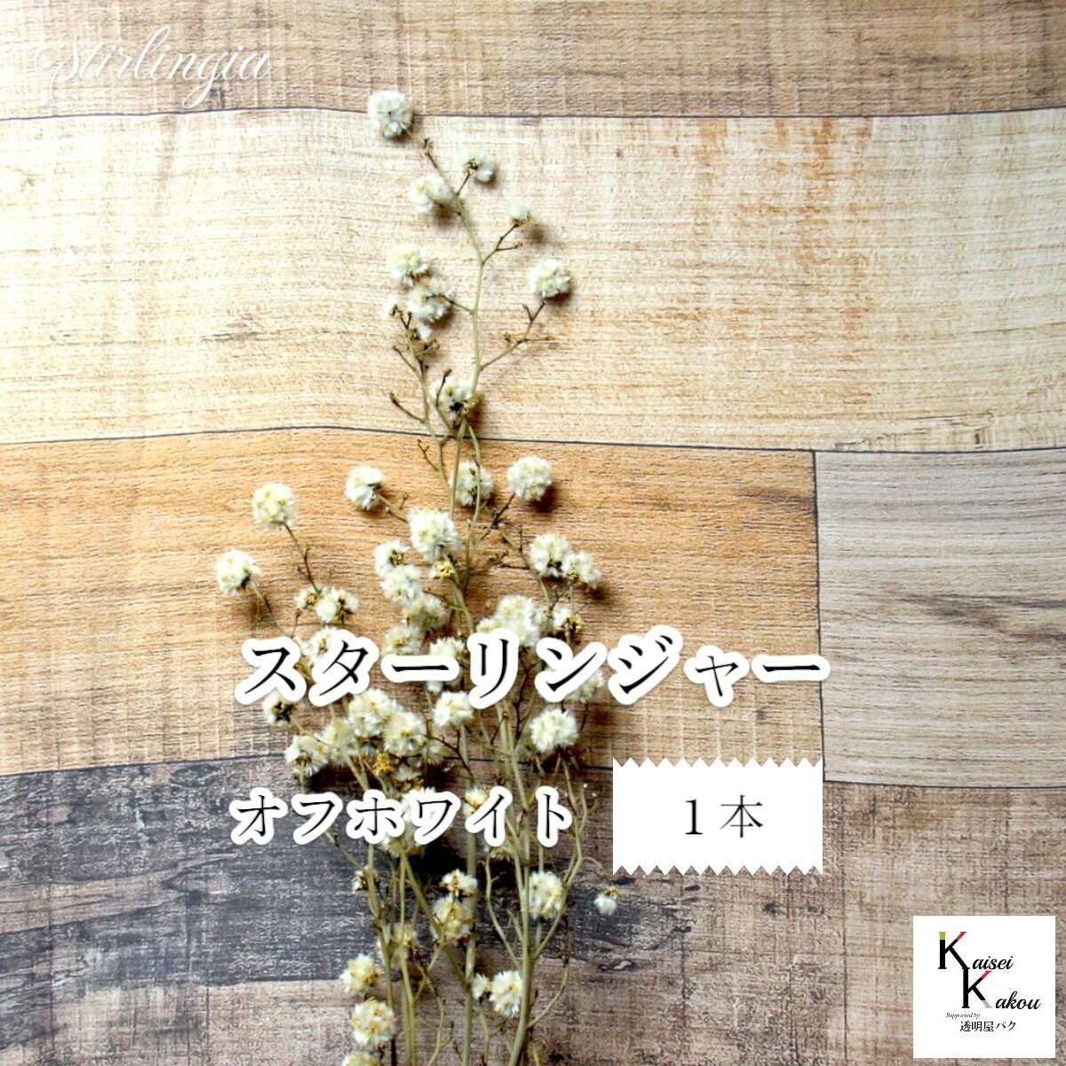 大地農園！プリザーブドフラワー 「スターリンジャー オフホワイト 1本」プリザ 花材 ハーバリウム おしゃれ かわいい プレゼント 贈り物 オオチノウエン