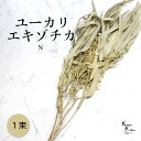 「大地農園 ユーカリエキゾチカ N 1束」ドライフラワー 葉物 スワッグ リース ブーケ アレンジ 花材 材料シンプル おしゃれ 爽やか プレゼント 贈り物 オ...