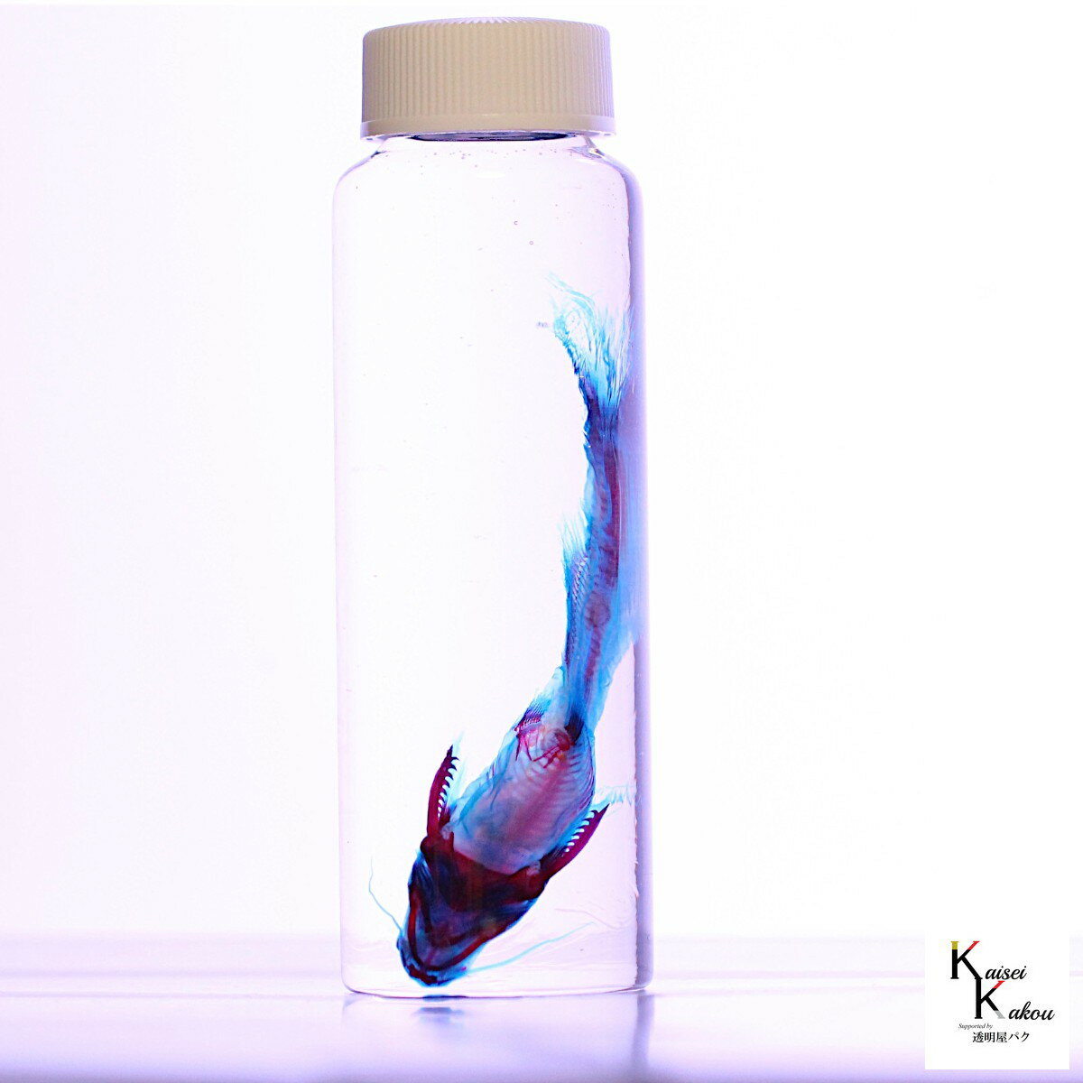 「透明標本 アメリカナマズ LLサイズ」 理科 標本 研究 骨格 骨 インテリア 雑貨 skelton スケルトン クリア 透明瓶 グリセリン 解剖 昆虫 ネックレス マグネット シール ファイル 化石 自由研究