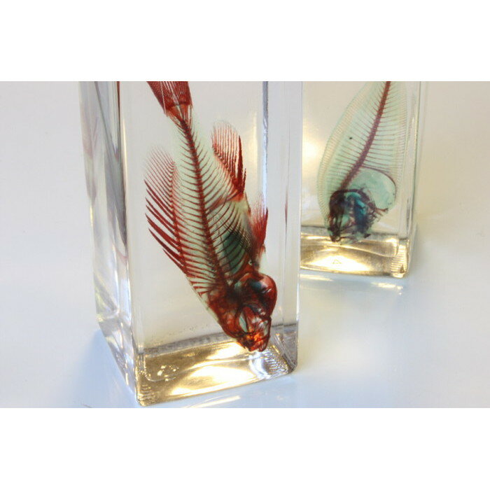 Ʃ��ɸ�ܡ����������������������������Ǥ��ޤä��ڥå�Ʃ��ɸ�ܤˡ�����������η������ʡ�Ʃ�������ꥢ��������ȥ�