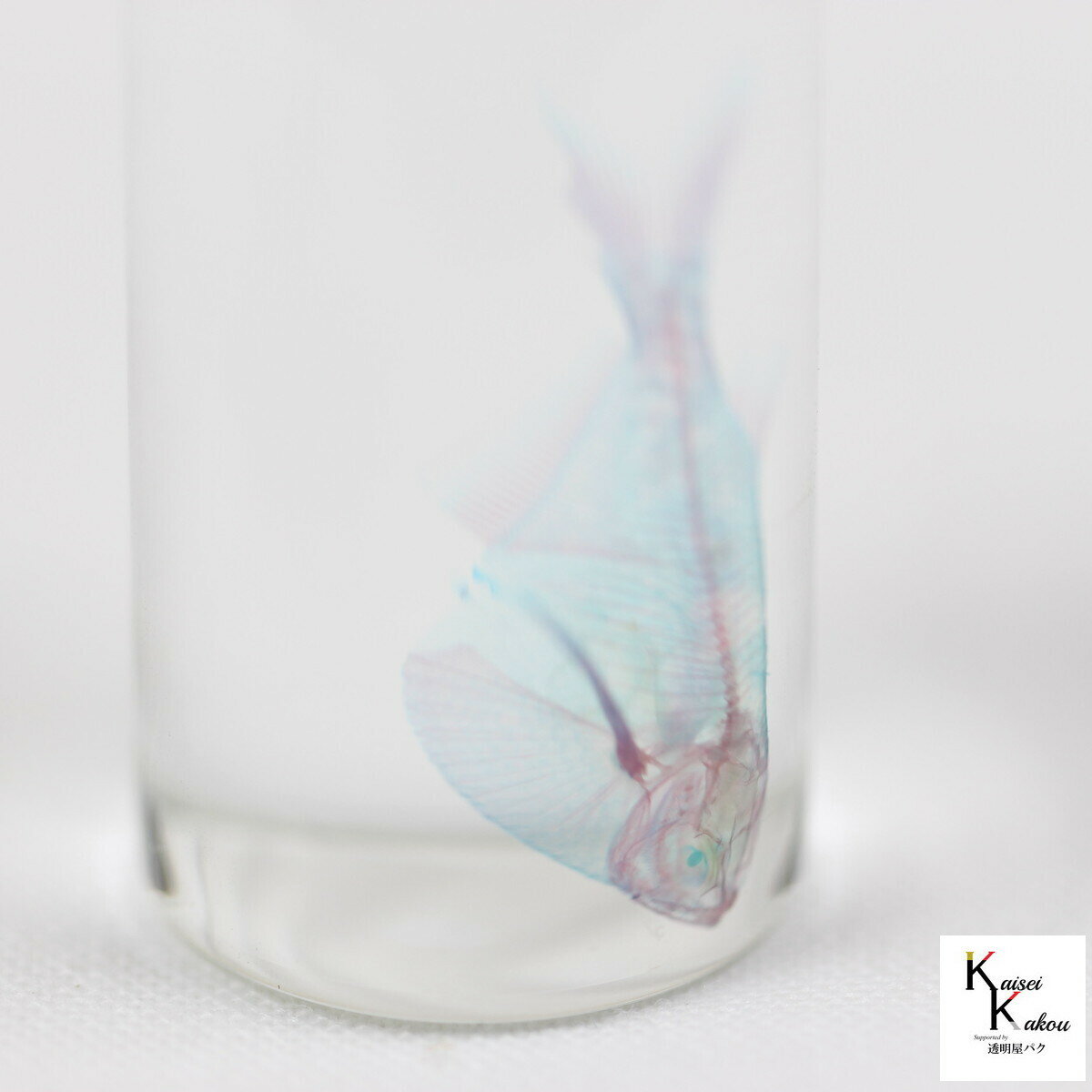 ��Ʃ��ɸ�ܡ�����С��ϥ����åȡ� ɸ�� ���� ���� �� ����ƥꥢ ���� ������ȥ� ���ꥢ ������� Ʃ���� Ʃ���ܥȥ� ���ꥻ��� ��˶ �� �ͥå��쥹 �ޥ��ͥå� ������ �ե����� ���� ��ͳ���� �ѥ��� ���� ���������꡼ �顼��������