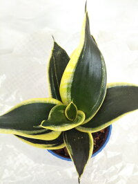 楽天市場 珍しい観葉植物 サンセベリア サンスベリア ハニーボニー 3 5号 お洒落なインテリアプランツ マイナスイオン 希少品種 管理も楽チン 贈り物にもおススメ テーブルサイズ パレットプラス 楽天市場 珍しい観葉植物 サンセベリア サンスベリア ハニーボニー 3 5号 お洒落なインテリアプランツ マイナスイオン 希少品種 管理も楽チン 贈り物にもおススメ テーブルサイズ パレットプラス