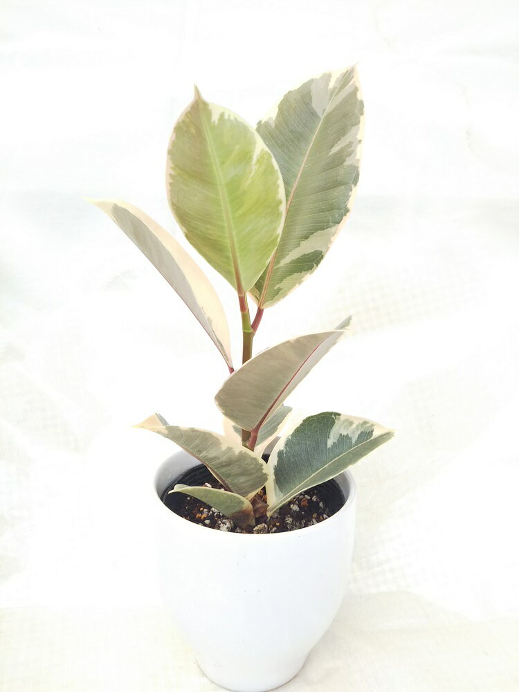 [観葉植物] フィカス　ティネケ　ゴムの木 お洒落なインテリアプランツ テーブルサイズ　管理も楽チン、贈り物にもおススメ！受け皿付きのサムネイル