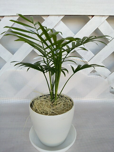 [人気の観葉植物] テーブルヤシ 3.5号鉢 白色 受け皿付きのサムネイル