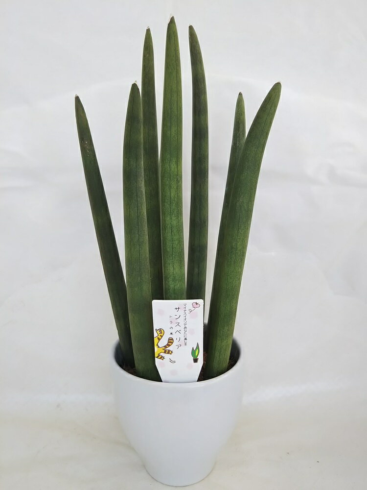 サンスベリア 植物図鑑